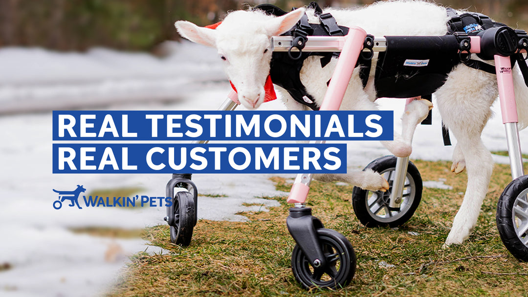 Dog Wheelchair | Adjustable Dog Wheelchair | Walkin' Pets