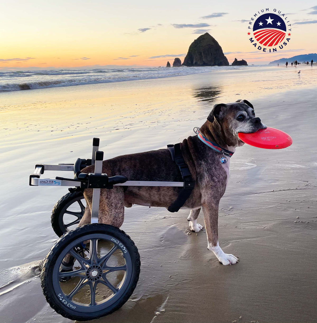Cockapoo Wheelchair Custom Dog Wheelchairs – Walkin' Pets