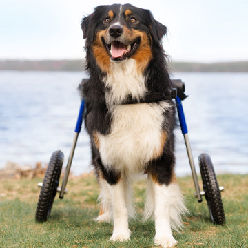 Stages of IVDD in Dogs | Assessing the Severity of IVDD – Walkin' Pets