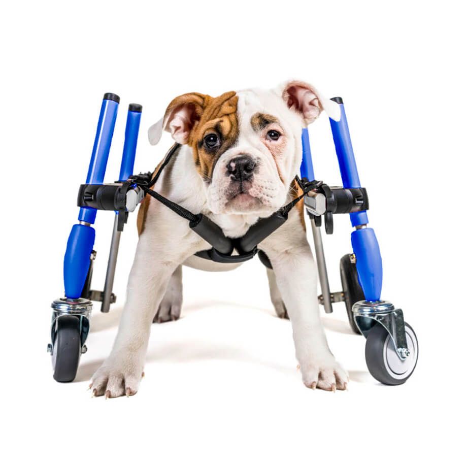 Walkin' Wheels Full Support/4-Wheel SMALL