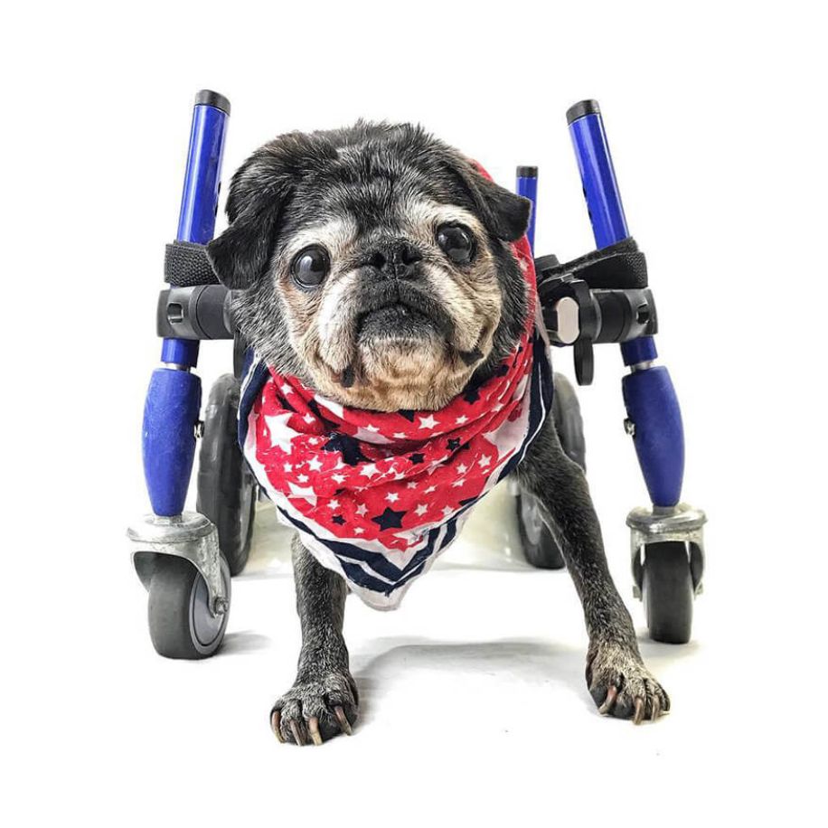 Walkin' Wheels Full Support/4-Wheel SMALL