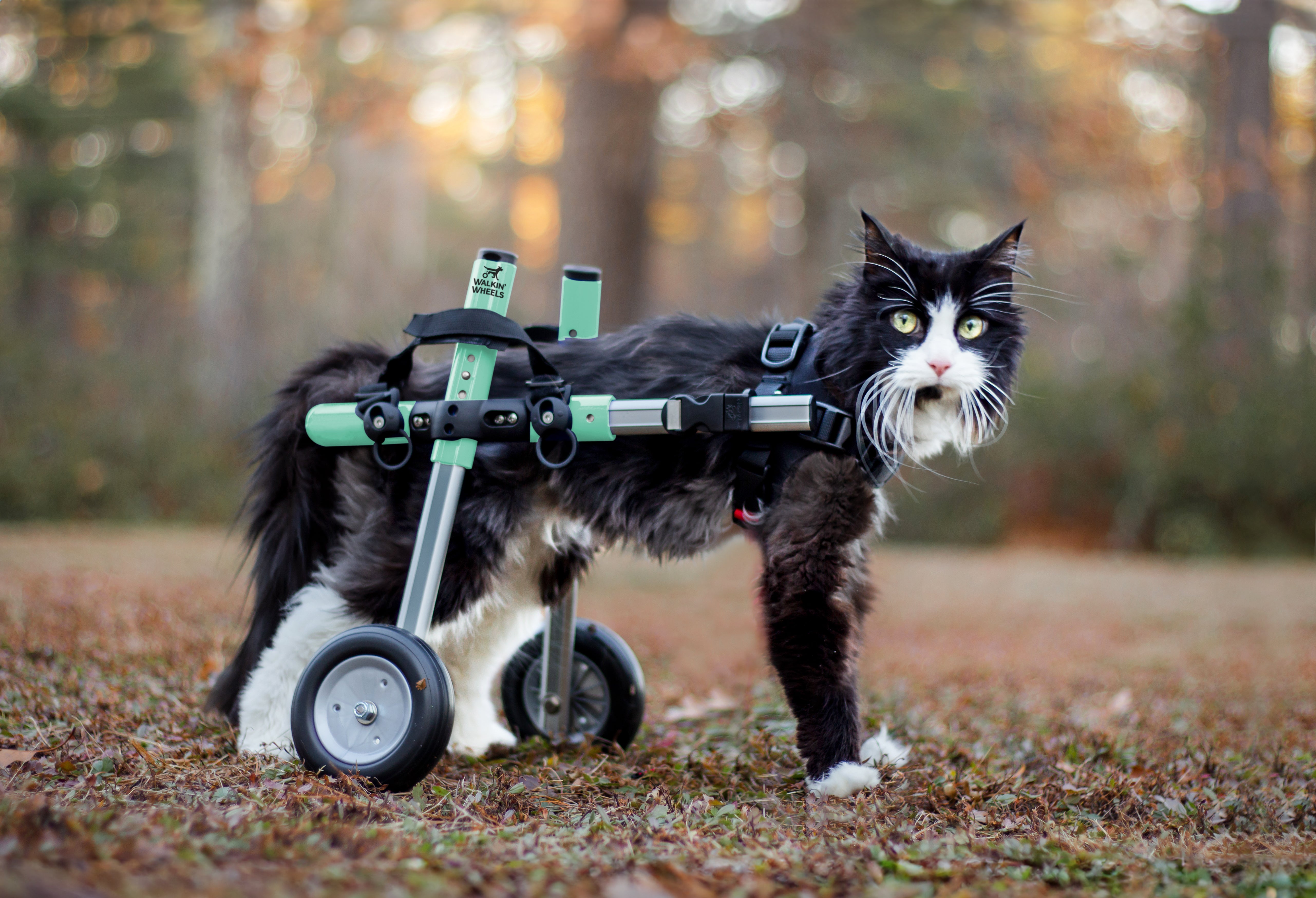 Animal Cat Holding Front Paw Up Walkin' Wheels CAT Wheelchair
