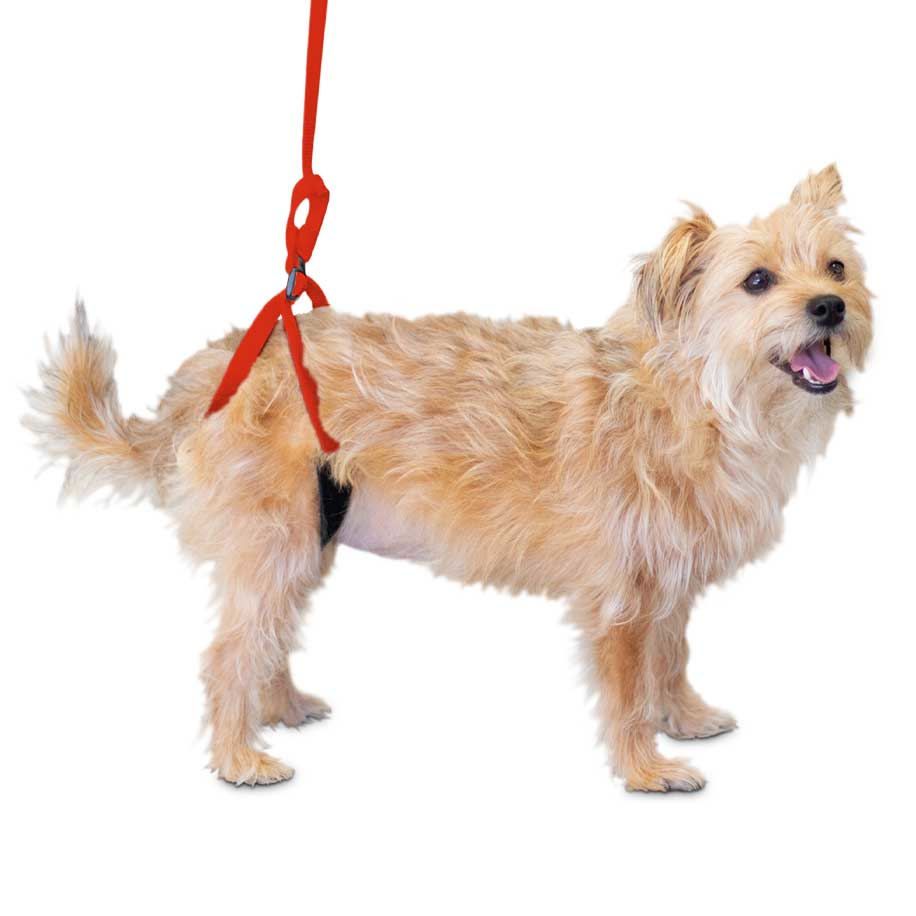 How to Put Dog Leash on: Easy Steps for Success