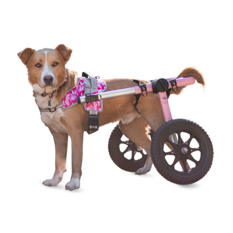 Dog Wheelchair for Toy Breeds | Cat Wheelchair | Walkin