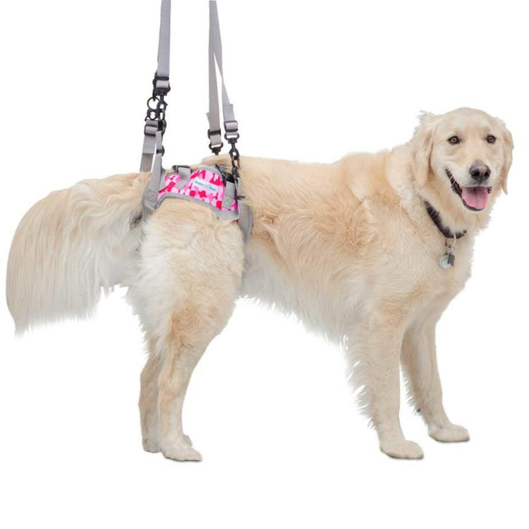 Dog Rear Harnesses Walkin' Warrior Designer Rear Dog Harness | Walkin' Pets
