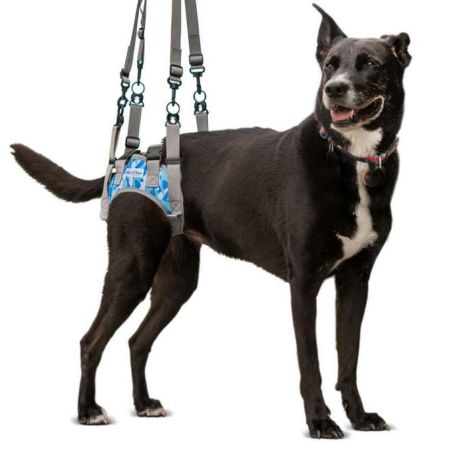 Dog Rear Harnesses Dog Rear Lifts & Harnesses | Walkin' Pets