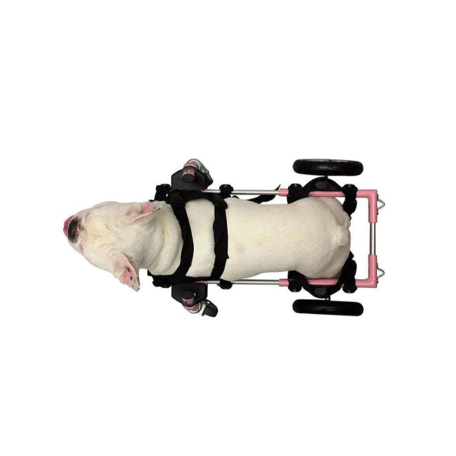 Small Front Quad Harness