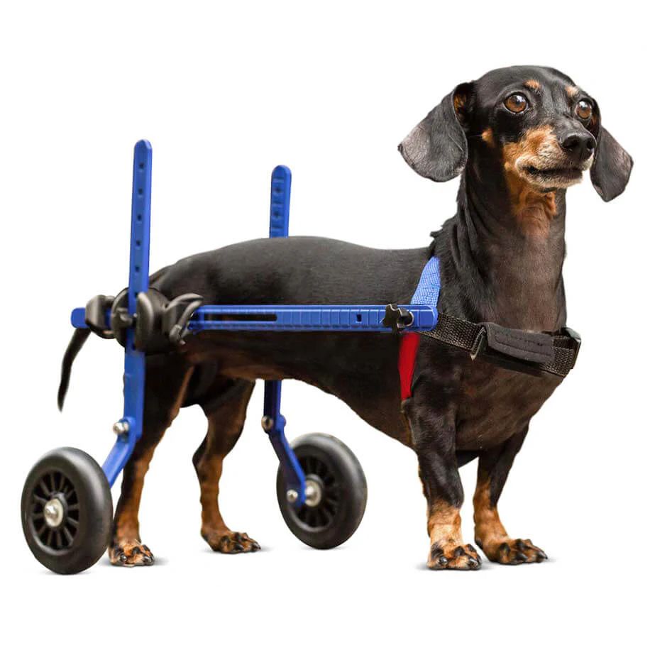 Can a Diabetic Dog Go Blind Overnight? Shocking Truth Revealed