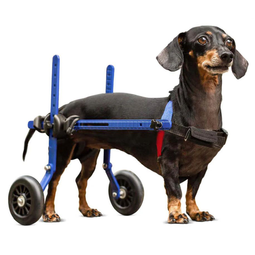 Dog Wheelchair For Back Legs | Rear Support Dog Wheelchair | Walkin' Pets