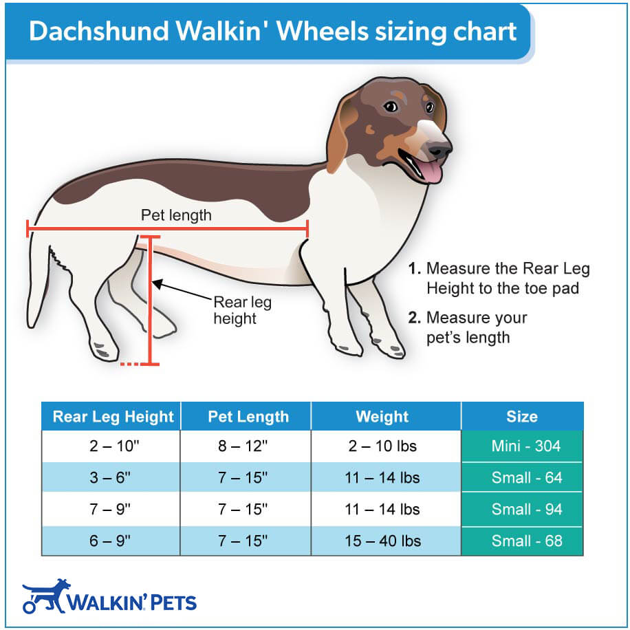 Dachshund Wheelchair Measure Guide