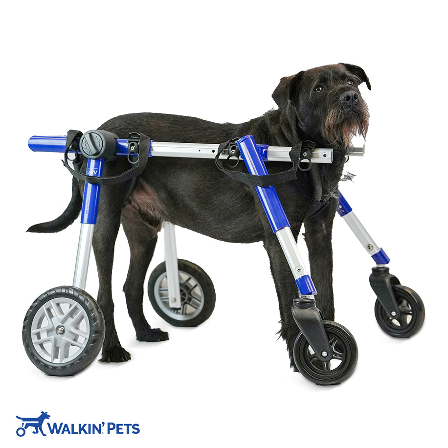 Walkin' Wheels Full Support/4-Wheel MEDIUM