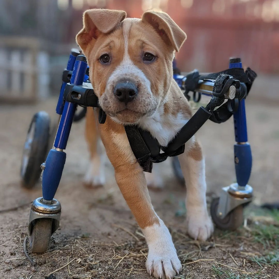 Give Them A New Beginning - Dog in wheelchair