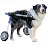 All – Walkin' Pets