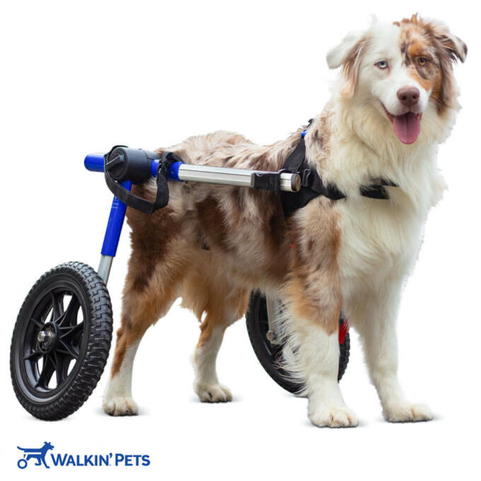 Must-have Equipment for Dogs with Paralysis – Walkin' Pets