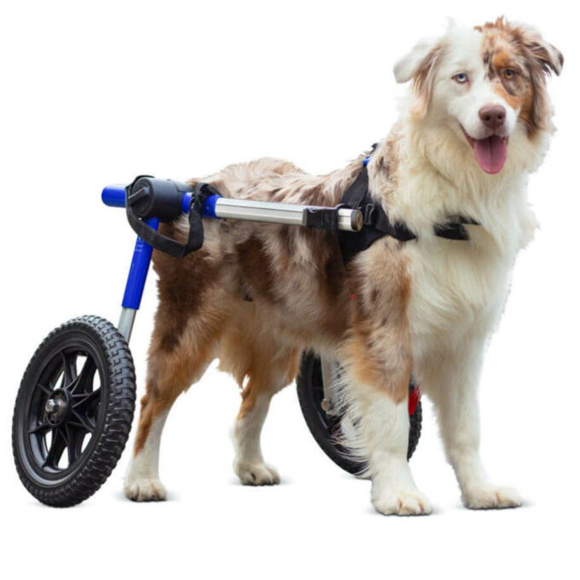 Dog Wheelchair For Back Legs | Rear Support Dog Wheelchair | Walkin' Pets